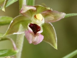 Epipactis_helleborine